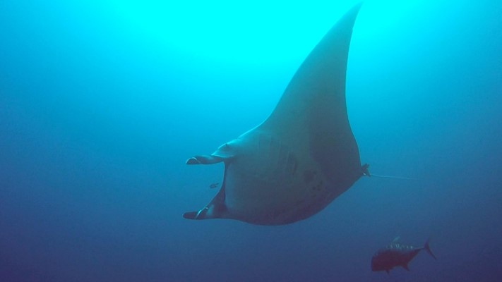 Manta at Elphinstone by: Johan De Brabander